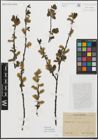 Foto von Salix myrsinifolia Salisb.